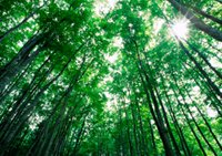 forest_iStock_000010600693Small.jpg