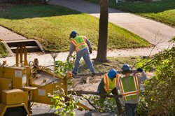 Landscape Information - tree_work